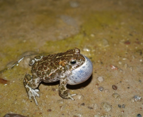 Pöördumine motohuviliste poole